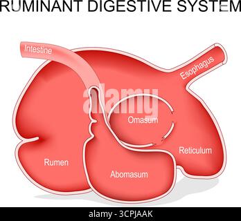 Wiederkäuer-Verdauungssystem. Die Vierkammermagenanatomie. Vektordiagramm. Abbildung Stock Vektor