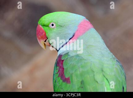 Alexandrine Sittich, Alexandersittich, Perruche alexandre, Psittacula eupatria, Nagy Sándor-papagáj Stockfoto