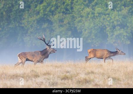 Rothirsch (Cervus elaphus) Hirsch mit großen Geweihen im Grasland, die Hind/Weibchen in der Hitze beobachten, indem sie während der Furche im Herbst/Herbst die Zunge schwingen Stockfoto