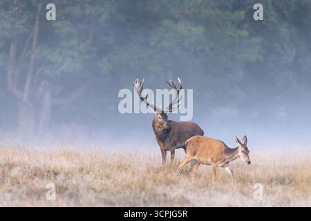 Rothirsch (Cervus elaphus) Hirsch mit großen Geweihen im Grasland am Waldrand, wobei die Hintern/Weibchen während der Furche im Herbst/Herbst beobachtet werden Stockfoto