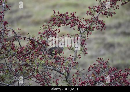 Junger gemeiner Schwarzvogel (Turdus merula), der sich zwischen Zweigen von Roten Beeren erhebt, rechts nebeneinander, aufgenommen im September in Wales, Großbritannien Stockfoto
