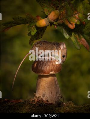 Feldmaus auf dem Toadstool Stockfoto