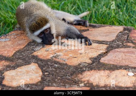 Ein Eisenkraut (Chlorocebus pygerythrus) im Gras eines Resorts in Jinja, Uganda. Stockfoto