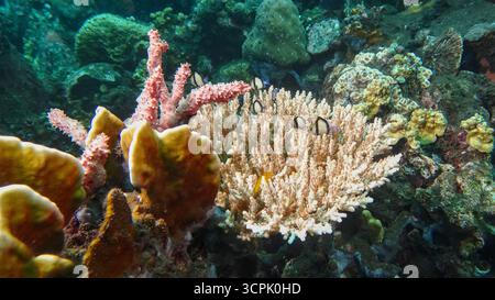 Gruppe von Rifffischen auf einer Akropora-Tischkoralle Stockfoto