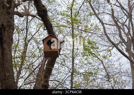 Vogelhaus mit Holzdach, das am Baum hängt. Handgefertigtes hölzernes Schutzhaus für Vögel im Waldpark mit üppigem Grün im Hintergrund Stockfoto