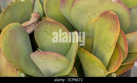 Grüne rote Flapjack-Kakteen oder Paddelpflanze kalanchoe luciae Nahaufnahme. Exotische Pflanzen auf Zypern Stockfoto