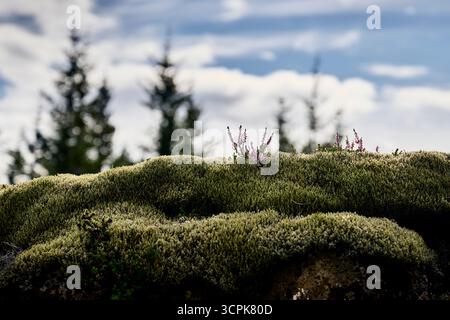 Moosbedeckte Felsen mit Heidekraut Stockfoto