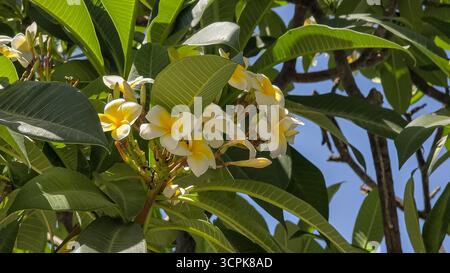 Plumeria-Pflanze mit Blumen in Nahaufnahme. Exotische Plumeria-Blüten mit gelben und weißen Blüten in Blüte mit grünen Blättern. Naturfotografie Stockfoto