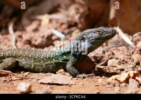 Nahaufnahme einer lebendigen Eidechse mit auffälligen blauen, gelben und grünen Markierungen auf rotem Boden. Stockfoto
