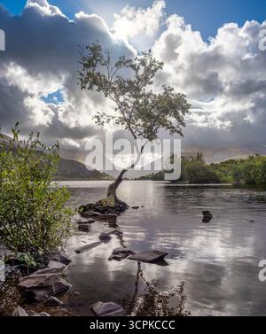 Einsamer Baum, Llyn Padarn Stockfoto