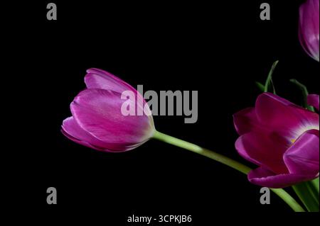 Tulip Flower Nahaufnahme Makroaufnahme Stockfoto