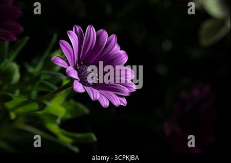 PurpleFlower Nahaufnahme Makroaufnahme Stockfoto