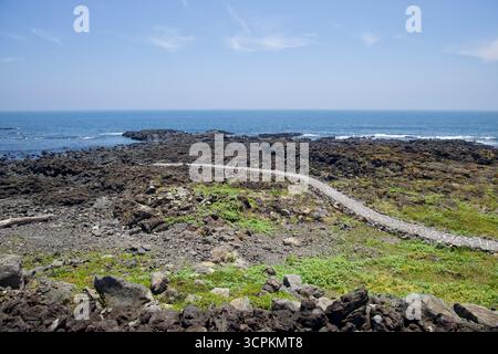 Ein schmaler Steinweg schlängelt sich über ein Basaltfeld in Richtung Gezeitenbecken an der Ostküste von Jeju, wo niedrige Wellen unter einem hellen Sommer auf die felsige Küste treffen Stockfoto