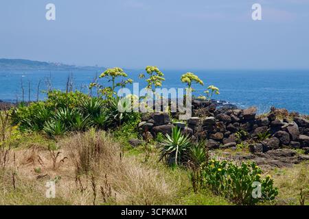 Yucca, Feigenkaktus und Wildblumen wachsen neben einer niedrigen Basaltmauer über dem blauen Ostmeer an der Ostküste von Jeju und bilden im Sommer eine ferne Landzunge Stockfoto