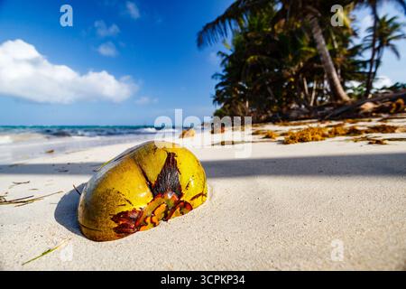 Eine Nahaufnahme zeigt eine Kokosnuss, die am Sandstrand liegt, mit dem Meer und Palmen im Hintergrund, die das Wesen eines tropischen Paradieses einfangen. Stockfoto