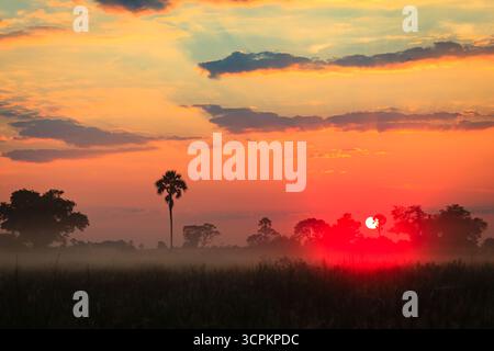 Ein lebhafter Sonnenuntergang färbt den Himmel in feurigen Tönen und strahlt ein warmes Licht über die Landschaft. Silhouettenbäume und eine einsame Palme stehen am Horizont und verleihen der Szene Tiefe. Eine Nebelschicht bedeckt den Boden und schafft eine ätherische Atmosphäre, wenn die Sonne unter dem Horizont untergeht. Stockfoto