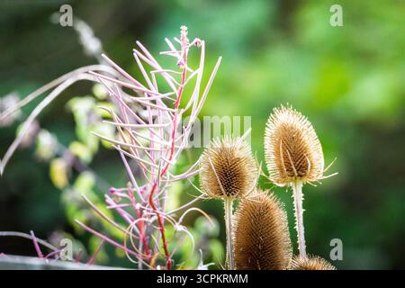 Wildblumen-Teasel-Blumenkopf, Gone to Seed, September 2025, Hauxley Nature Reserve, Northumberland. Stockfoto