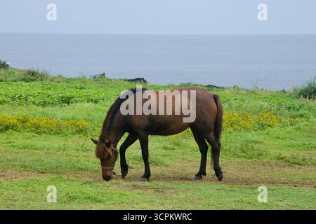 Ein Jeju-Pony weidet ruhig über der Küste von Sopjikoji, umgeben von gelben Wildblumen und Küstenpflanzen, mit dem Ozean, der sich über das tief erstreckt Stockfoto