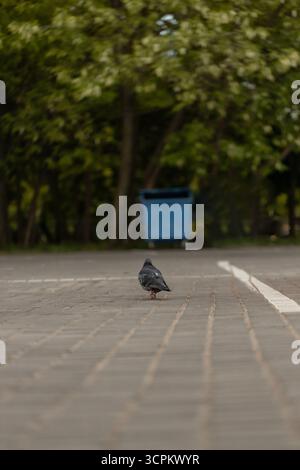 Taube wird auf einem gemusterten Weg in einem Park gesehen. Der Hintergrund ist mit grünen Bäumen und einem blauen Mülleimer versehen, was auf eine ruhige Umgebung im Freien hindeutet. Stockfoto