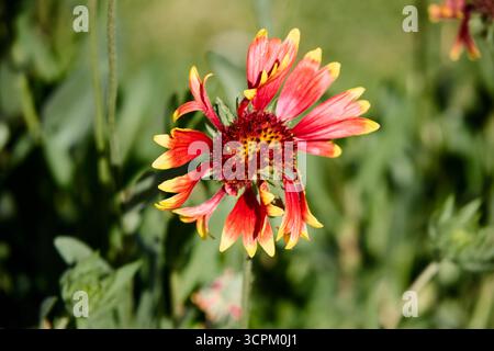 Gaillardia-Blüte in voller Blüte, mit markanten roten Blüten und leuchtend gelben Spitzen in einer natürlichen Gartenumgebung Stockfoto