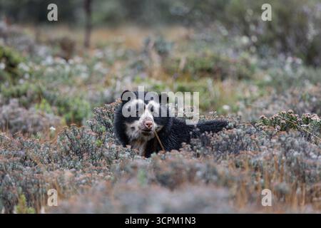 Brillenbär (Tremarctos ornatus) im natürlichen Lebensraum páramo, Cayambe - Coca, Ecuador. Gefährdete südamerikanische Bärenarten. Stockfoto