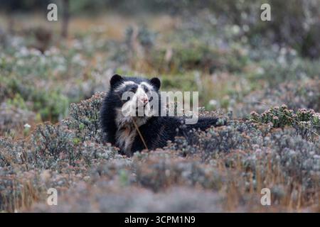 Brillenbär (Tremarctos ornatus) im natürlichen Lebensraum páramo, Cayambe - Coca, Ecuador. Gefährdete südamerikanische Bärenarten. Stockfoto
