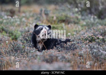 Brillenbär (Tremarctos ornatus) im natürlichen Lebensraum páramo, Cayambe - Coca, Ecuador. Gefährdete südamerikanische Bärenarten. Stockfoto