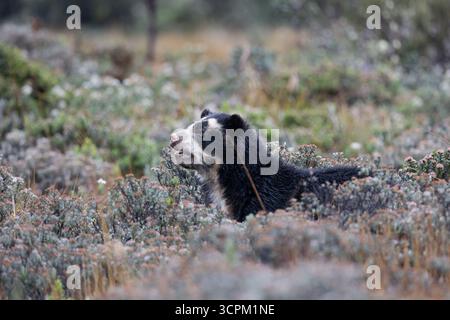 Brillenbär (Tremarctos ornatus) im natürlichen Lebensraum páramo, Cayambe - Coca, Ecuador. Gefährdete südamerikanische Bärenarten. Stockfoto