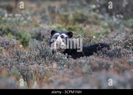 Brillenbär (Tremarctos ornatus) im natürlichen Lebensraum páramo, Cayambe - Coca, Ecuador. Gefährdete südamerikanische Bärenarten. Stockfoto
