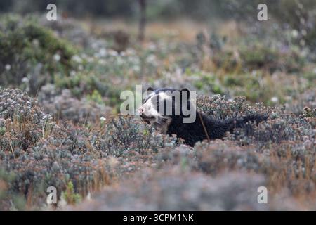 Brillenbär (Tremarctos ornatus) im natürlichen Lebensraum páramo, Cayambe - Coca, Ecuador. Gefährdete südamerikanische Bärenarten. Stockfoto