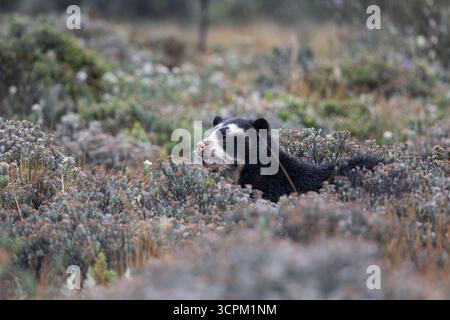 Brillenbär (Tremarctos ornatus) im natürlichen Lebensraum páramo, Cayambe - Coca, Ecuador. Gefährdete südamerikanische Bärenarten. Stockfoto