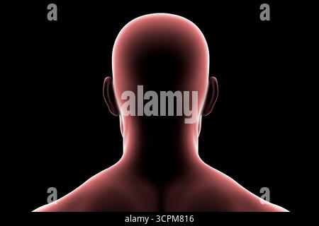 Abbildung des Kopfes und Halses eines Mannes mit allgemeinen anatomischen Konturen von Schädel, Hals und Schultern (Rückansicht). Stockfoto