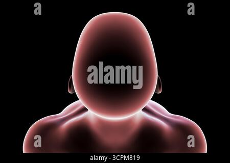 Abbildung des Kopfes und Halses eines Mannes mit allgemeinen anatomischen Konturen von Schädel, Hals und Schultern (Draufsicht). Stockfoto