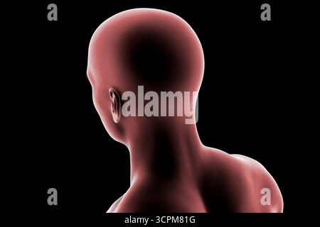 Abbildung des Kopfes und Halses eines Mannes mit allgemeinen anatomischen Konturen von Schädel, Hals und Schultern (Rückansicht). Stockfoto