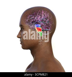 Illustration des Hirnstamms im menschlichen Gehirn: Mittelhirn in Blau, Pons in Orange und Medulla oblongata in Grün. Seitenansicht. Stockfoto