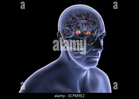 Illustration des menschlichen Gehirns mit hervorgehobener Amygdala. Diese mandelförmige Struktur ist verantwortlich für Emotionsverarbeitung, Angstreaktion und Memo Stockfoto
