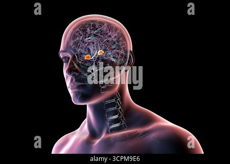 Illustration des menschlichen Gehirns mit hervorgehobener Amygdala. Diese mandelförmige Struktur ist verantwortlich für Emotionsverarbeitung, Angstreaktion und Memo Stockfoto