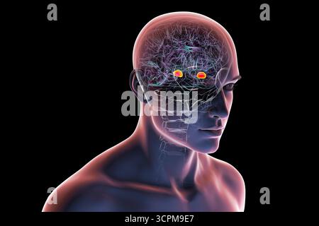Illustration des menschlichen Gehirns mit hervorgehobener Amygdala. Diese mandelförmige Struktur ist verantwortlich für Emotionsverarbeitung, Angstreaktion und Memo Stockfoto