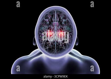 Illustration des menschlichen Gehirns mit hervorgehobener Amygdala. Diese mandelförmige Struktur ist verantwortlich für Emotionsverarbeitung, Angstreaktion und Memo Stockfoto