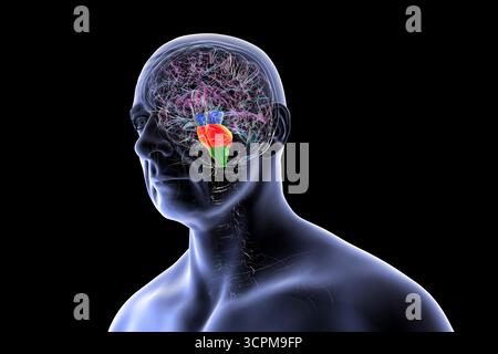 Illustration eines menschlichen Gehirns mit hervorgehobenem Hirnstamm: Mittelhirn in Blau, Pons in Orange und Medulla oblongata in Grün. Stockfoto