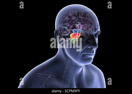 Illustration eines menschlichen Gehirns mit hervorgehobenem Hirnstamm: Mittelhirn in Blau, Pons in Orange und Medulla oblongata in Grün. Stockfoto