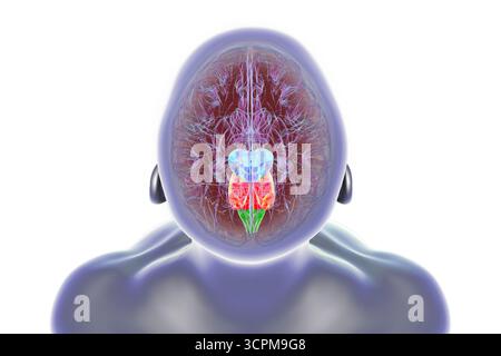 Illustration eines menschlichen Gehirns mit hervorgehobenem Hirnstamm: Mittelhirn in Blau, Pons in Orange und Medulla oblongata in Grün. Draufsicht. Stockfoto