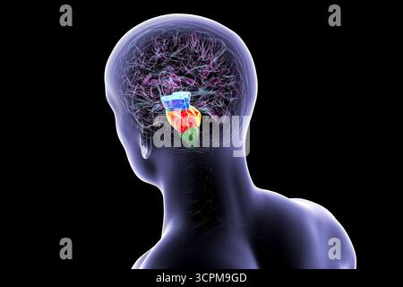 Illustration eines menschlichen Gehirns mit hervorgehobenem Hirnstamm: Mittelhirn in Blau, Pons in Orange und Medulla oblongata in Grün. Stockfoto
