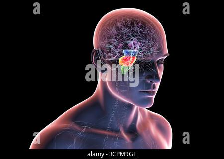Illustration eines menschlichen Gehirns mit hervorgehobenem Hirnstamm: Mittelhirn in Blau, Pons in Orange und Medulla oblongata in Grün. Stockfoto