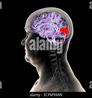 Illustration eines Gehirns mit hervorgehobenem Cuneus gyrus, einem visuellen Verarbeitungsbereich im Okzipitallappen, der an Aufmerksamkeit, Sehvermögen und räumlichen Orien beteiligt ist Stockfoto