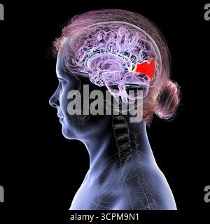 Illustration eines Gehirns mit hervorgehobenem Cuneus gyrus, einem visuellen Verarbeitungsbereich im Okzipitallappen, der an Aufmerksamkeit, Sehvermögen und räumlichen Orien beteiligt ist Stockfoto