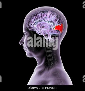 Illustration eines Gehirns mit hervorgehobenem Cuneus gyrus, einem visuellen Verarbeitungsbereich im Okzipitallappen, der an Aufmerksamkeit, Sehvermögen und räumlichen Orien beteiligt ist Stockfoto