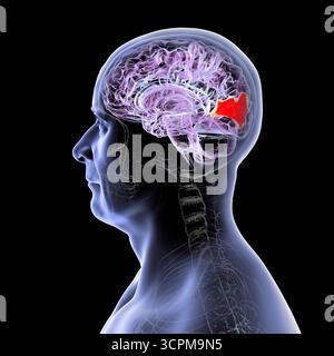 Illustration eines Gehirns mit hervorgehobenem Cuneus gyrus, einem visuellen Verarbeitungsbereich im Okzipitallappen, der an Aufmerksamkeit, Sehvermögen und räumlichen Orien beteiligt ist Stockfoto