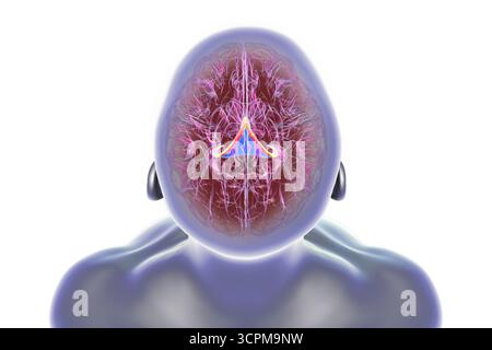 Abbildung eines menschlichen Gehirns mit hervorgehobenen Hirnfornix (orange) und Commissure of Fornix (blau), mit Gedächtnisverarbeitung und Funktion des limbischen Systems Stockfoto