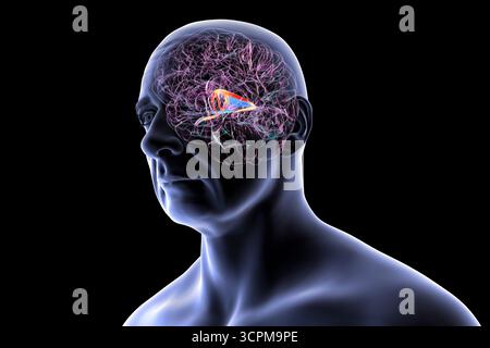 Abbildung eines menschlichen Gehirns mit hervorgehobenen Hirnfornix (orange) und Commissure of Fornix (blau), mit Gedächtnisverarbeitung und Funktion des limbischen Systems Stockfoto
